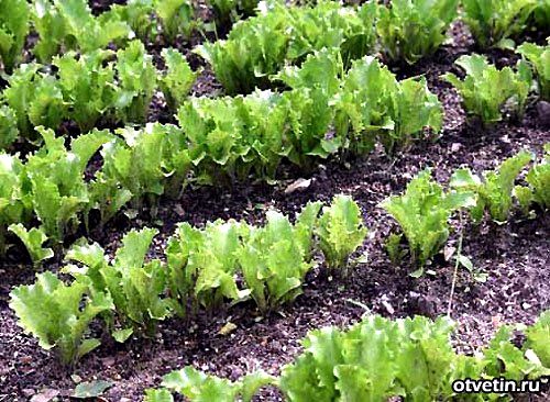 Как выращивать салат
