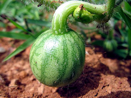 Как вырастить рассаду арбуза