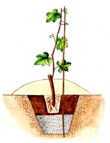 Как посадить виноградник
