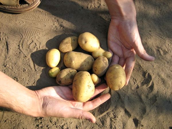 Как вырастить картошку семенами