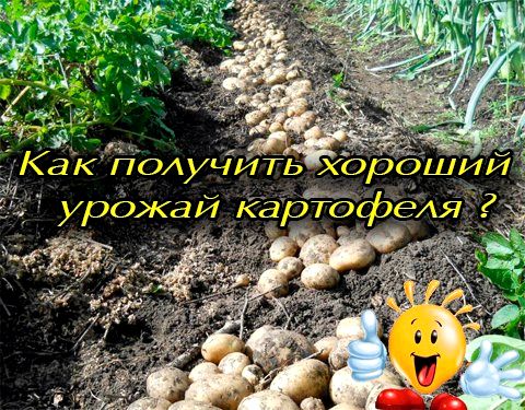 Как получать высокие урожаи картофеля