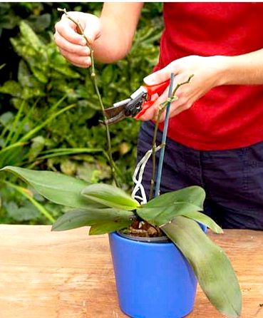 Как пересадить и ухаживать за орхидеей
