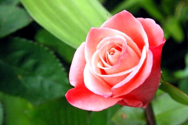 Как вырастить розу из цветка