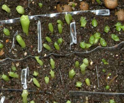 Как вырастить кактусы из семян
