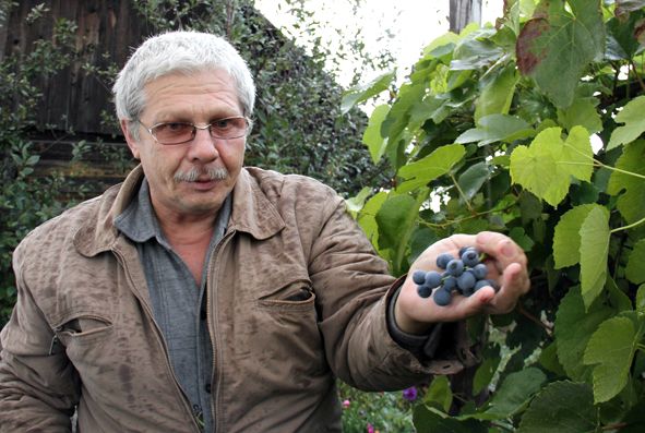 Как вырастить виноград на Урале