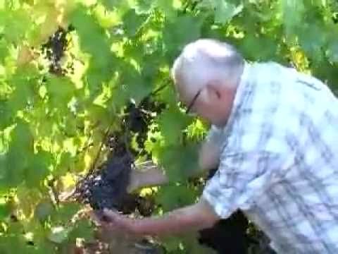 Как вырастить виноград на Урале