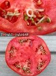 Как прорастить семена томатов
