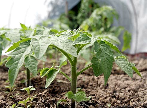 Как правильно посадить томаты