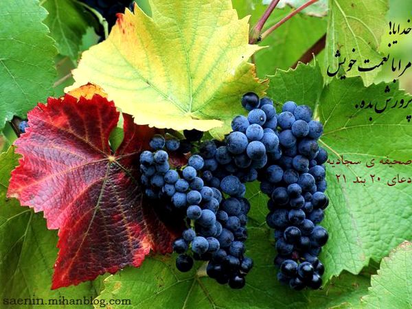 Как предотвратить болезни винограда