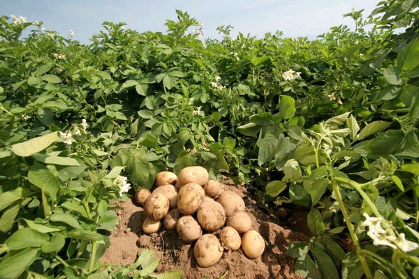 Как подобрать ранние сорта картофеля