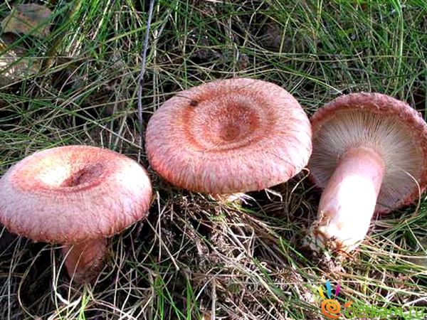 Как вырастить гриб волнушку