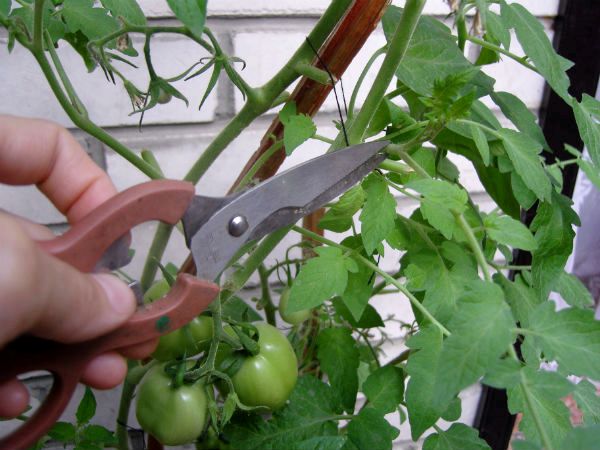 Как прищипывать помидоры