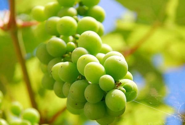Как ухаживать за виноградом в средней полосе